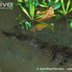 Illustration for article titled Sunday Crocodilian - Crocodylus mindorensis Edition